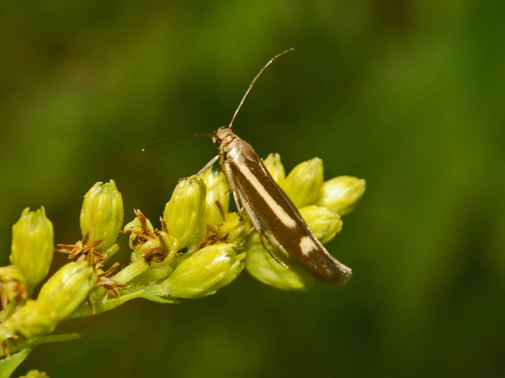 Scythrididae - da determinare